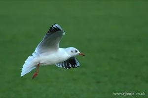Gulls on the pitch