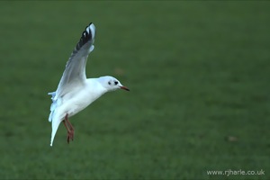 Gulls on the pitch