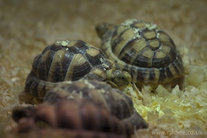 Whipsnade Zoo