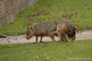 Whipsnade Zoo