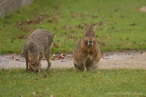 Whipsnade Zoo