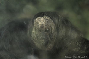 Whipsnade Zoo