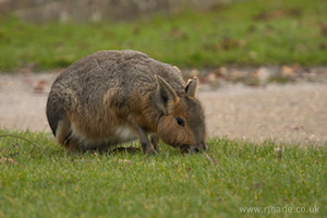 Whipsnade Zoo