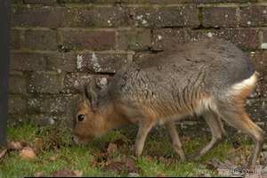 Whipsnade Zoo