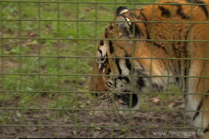 Whipsnade Zoo