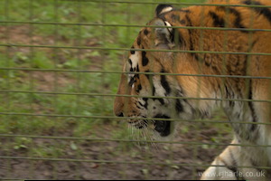 Whipsnade Zoo