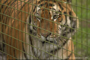 Whipsnade Zoo