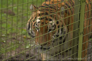 Whipsnade Zoo