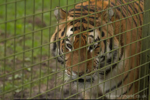 Whipsnade Zoo