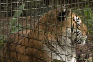 Whipsnade Zoo
