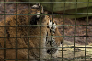 Whipsnade Zoo
