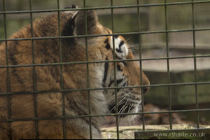 Whipsnade Zoo