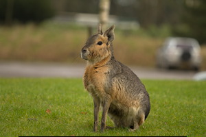 Whipsnade Zoo