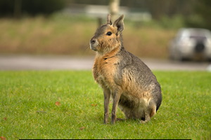 Whipsnade Zoo