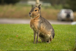 Whipsnade Zoo