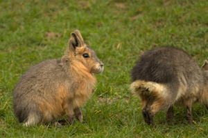 Whipsnade Zoo