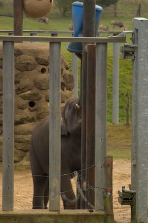 Whipsnade Zoo