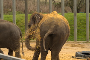 Whipsnade Zoo