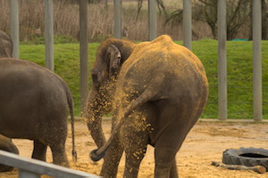 Whipsnade Zoo