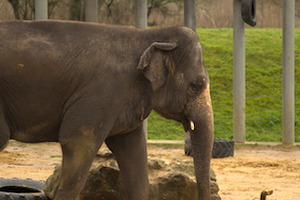 Whipsnade Zoo