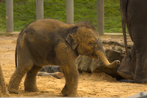 Whipsnade Zoo