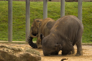 Whipsnade Zoo