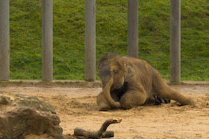 Whipsnade Zoo