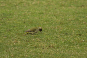 Whipsnade Zoo