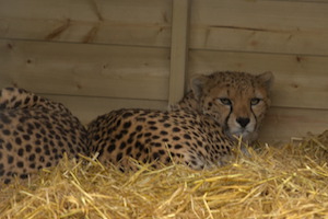 Whipsnade Zoo