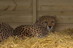 Whipsnade Zoo