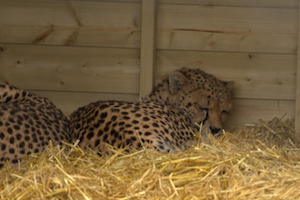 Whipsnade Zoo