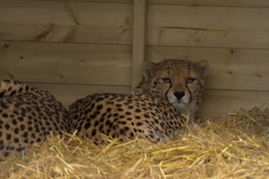 Whipsnade Zoo