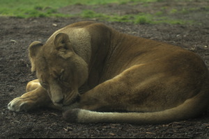 Whipsnade Zoo