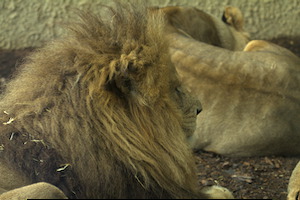 Whipsnade Zoo