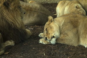 Whipsnade Zoo
