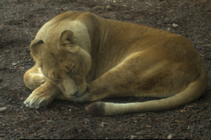 Whipsnade Zoo