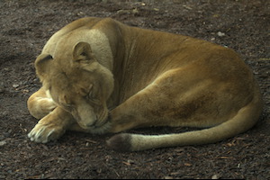 Whipsnade Zoo