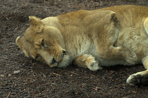 Whipsnade Zoo
