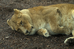 Whipsnade Zoo