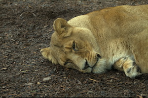 Whipsnade Zoo