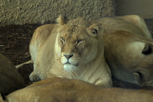 Whipsnade Zoo