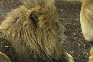 Whipsnade Zoo