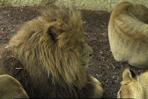 Whipsnade Zoo