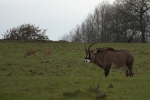 Whipsnade Zoo
