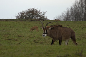 Whipsnade Zoo
