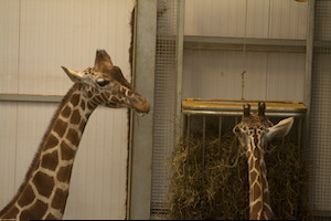 Whipsnade Zoo