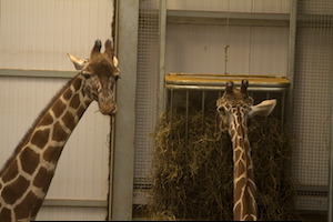 Whipsnade Zoo