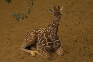 Whipsnade Zoo