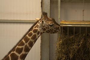 Whipsnade Zoo