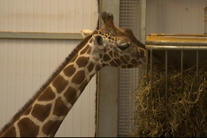 Whipsnade Zoo